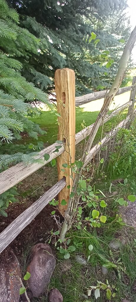 A cedar split rail fence post replacement sits under a pine tree in Aspen, Colorado.